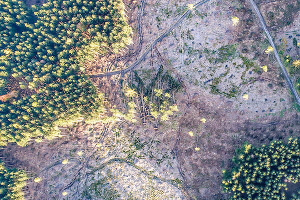 Aerial drone imagery of a severely disturbed forest stand in the Jeseníky Mountains, showing the combined effects of extensive bark beetle (Ips typographus) outbreaks and later windthrow